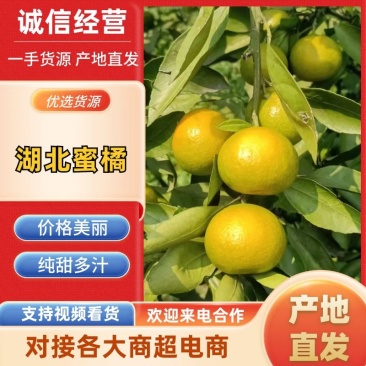 湖北高山蜜桔，货源充足，量大从优，欢迎咨询