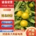 湖北高山蜜桔，货源充足，量大从优，欢迎咨询