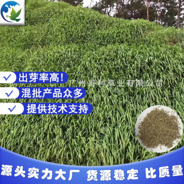 宽叶草种子