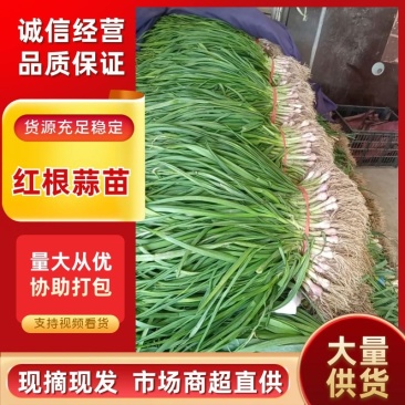 红根蒜苗优质蒜苗50~60cm产地直供大量有货欢迎采购