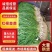 红根蒜苗优质蒜苗50~60cm产地直供大量有货欢迎采购