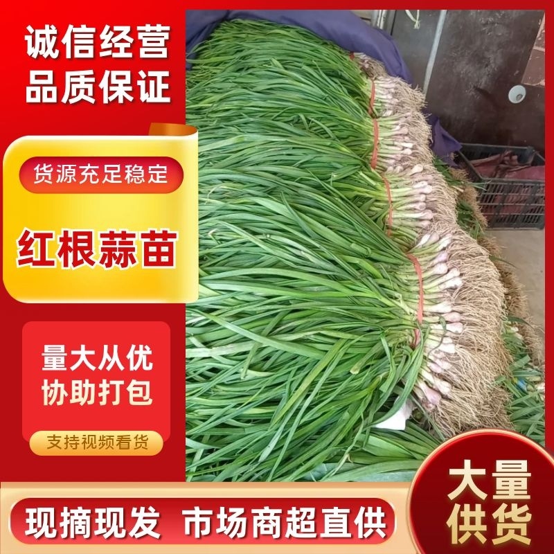 红根蒜苗优质蒜苗50~60cm产地直供大量有货欢迎采购