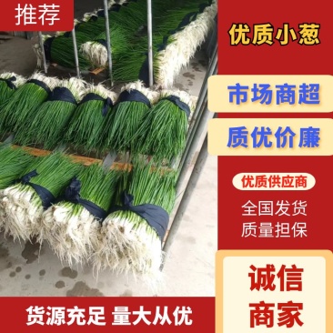 优质小葱，香葱小葱35~40cm，产地直供大量有货欢迎采购