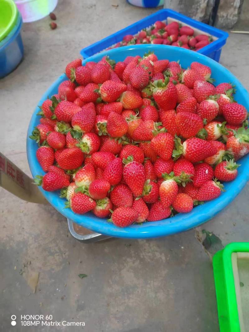 草莓蒙特瑞草莓