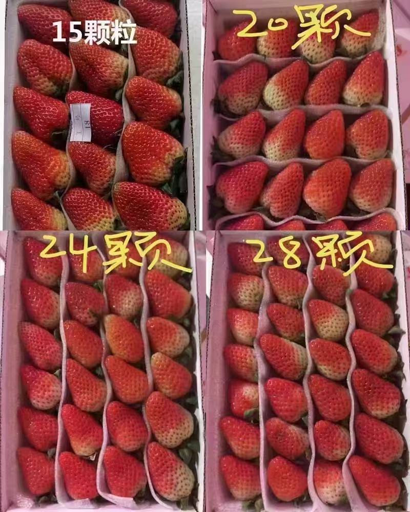 草莓冰糖葫芦专用不化糖