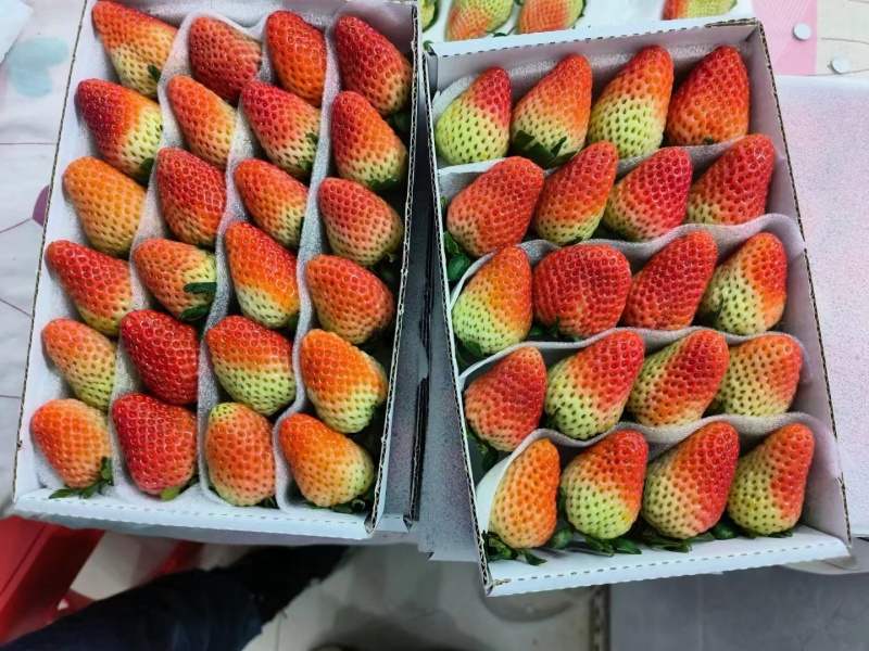 草莓冰糖葫芦专用不化糖