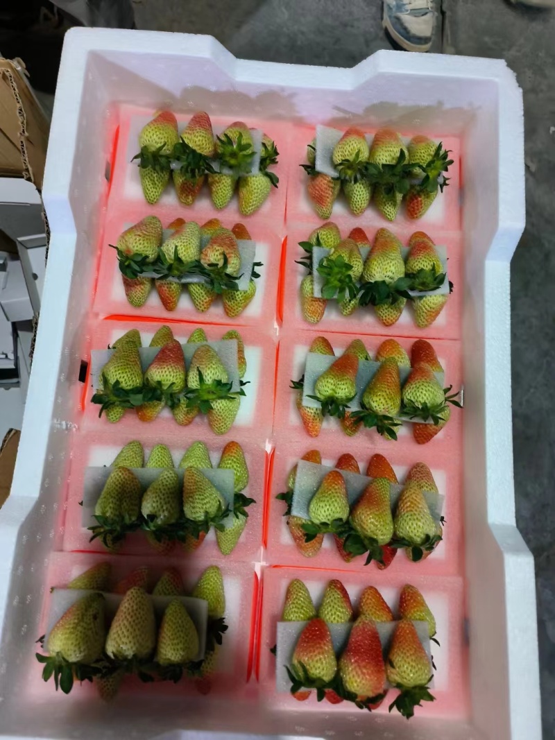 草莓冰糖葫芦专用不化糖