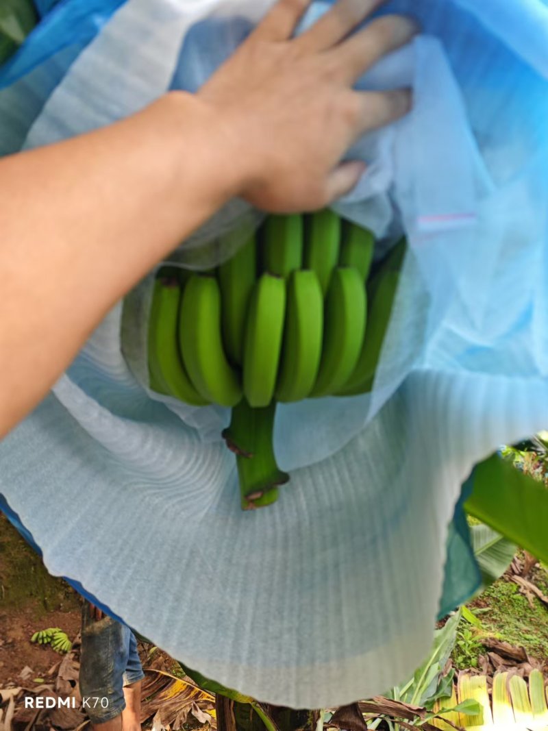 香蕉批发高山薄皮大云南新鲜水果