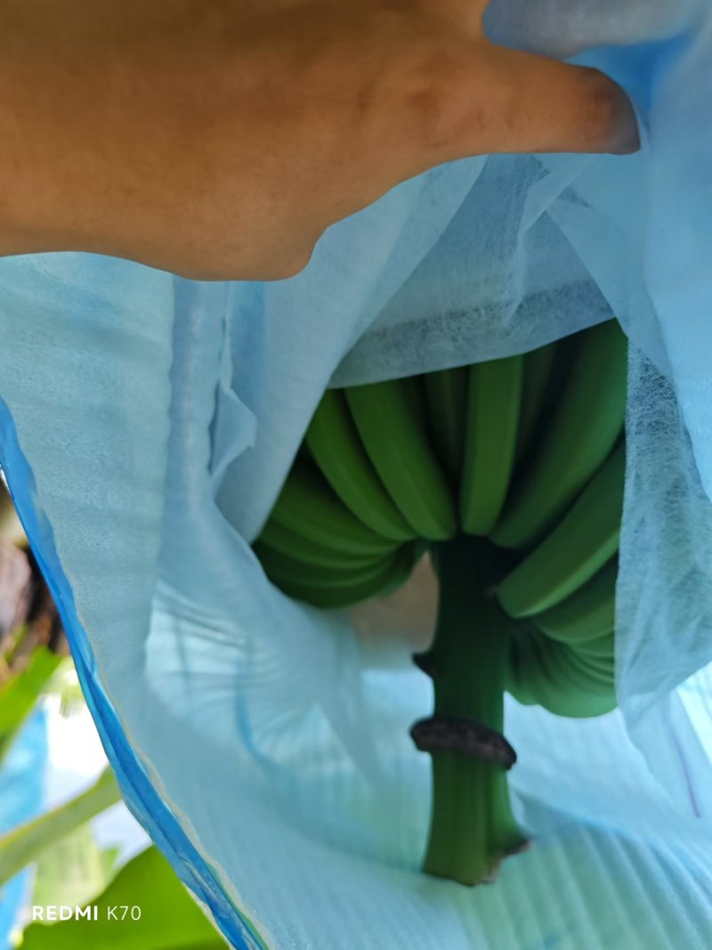 香蕉批发高山薄皮大云南新鲜水果