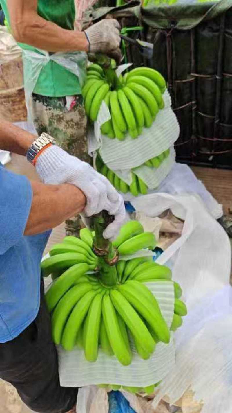 香蕉批发高山薄皮大云南新鲜水果