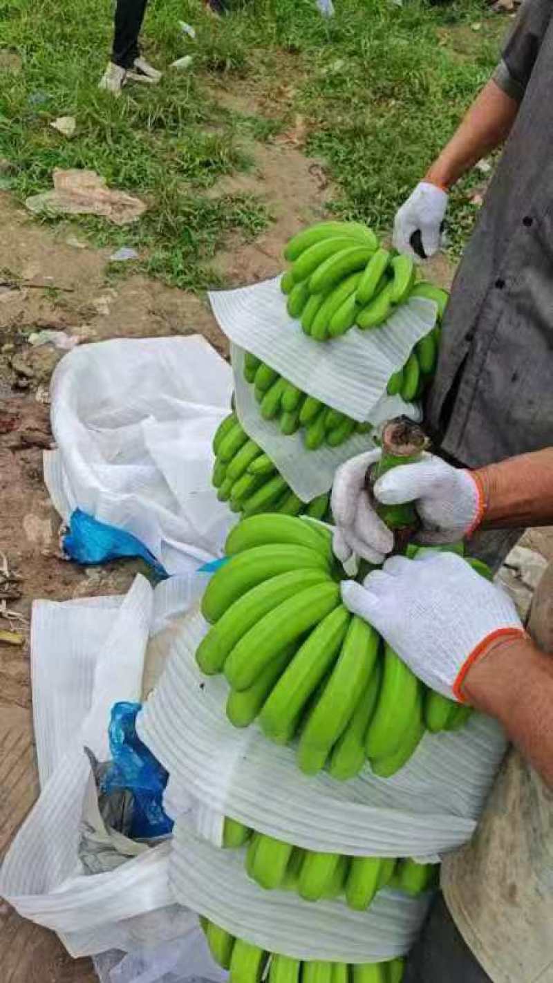 香蕉批发高山薄皮大云南新鲜水果