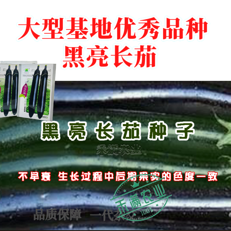 黑亮长茄种籽早熟茄子种子中农长丰茄子种孑亩产万斤四季蔬菜