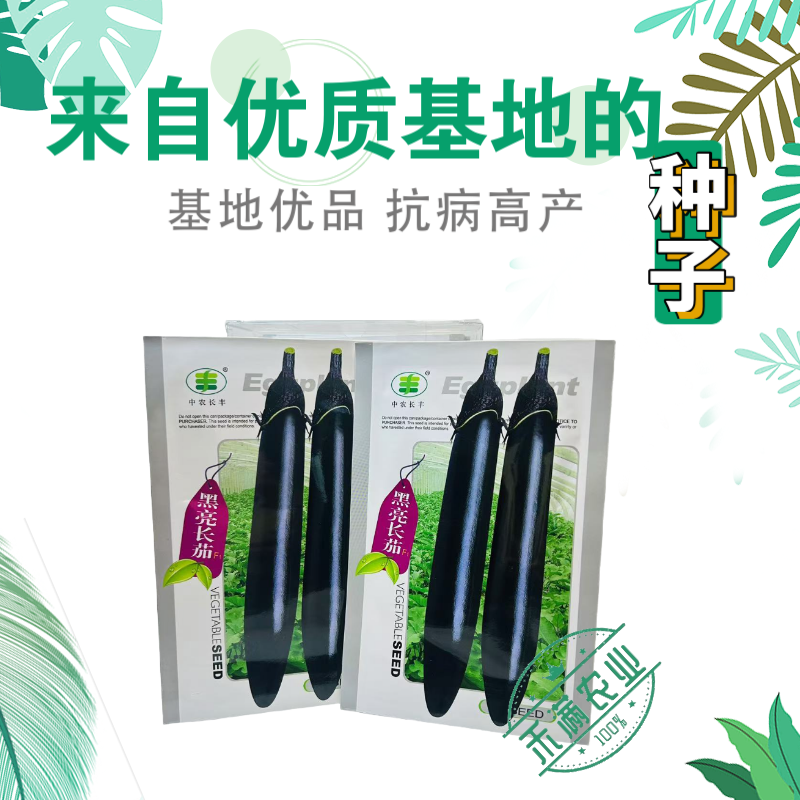 黑亮长茄种籽早熟茄子种子中农长丰茄子种孑亩产万斤四季蔬菜