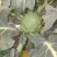 西兰花