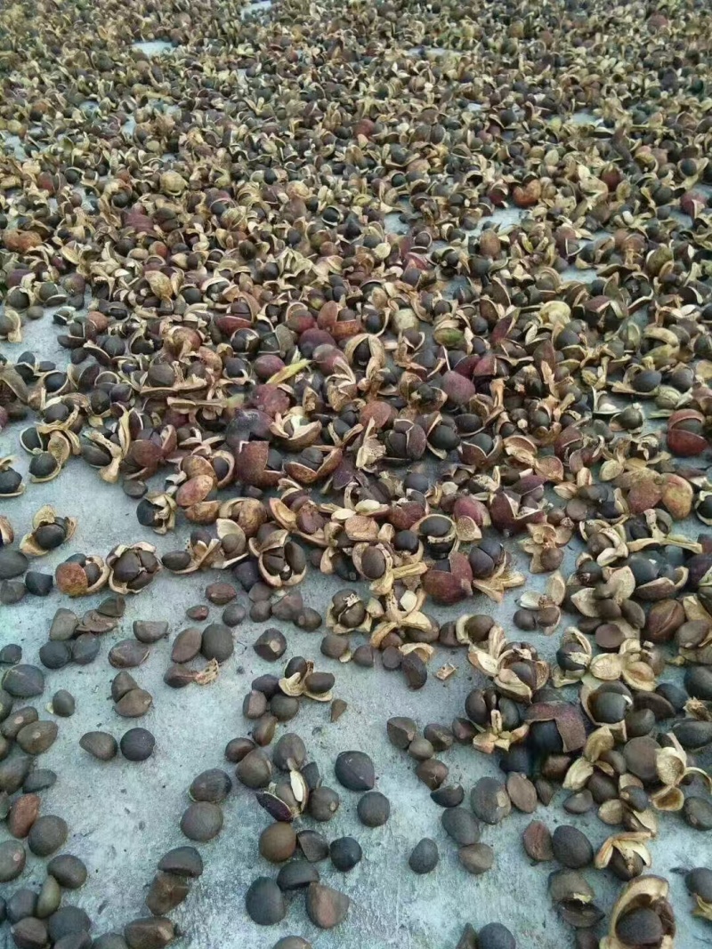 【实力推荐】野生山茶油产地直发传统压榨可视频看货