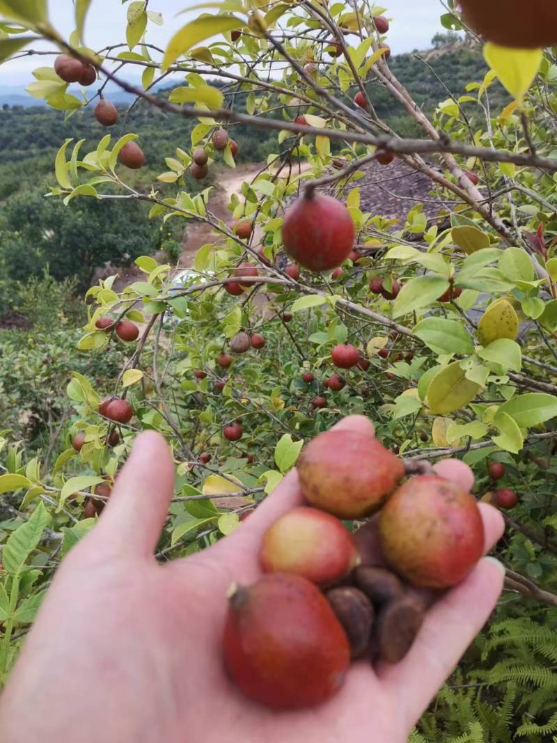 【实力推荐】野生山茶油产地直发传统压榨可视频看货