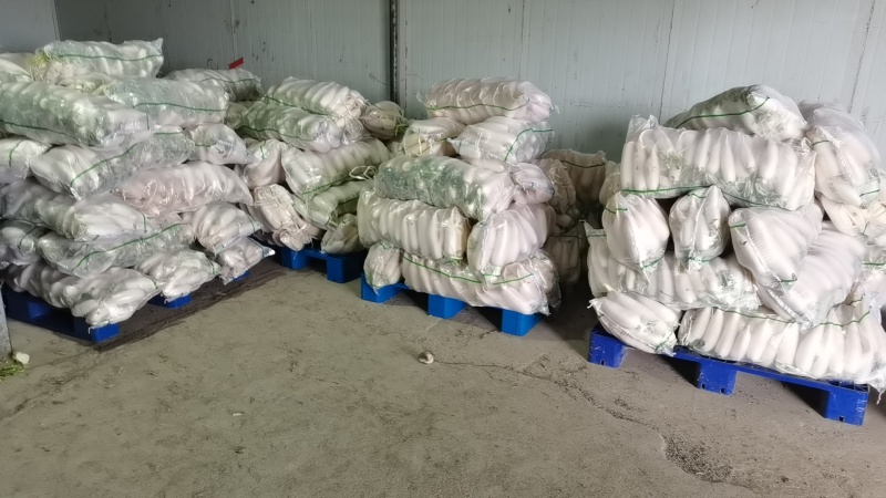 白萝卜大量上市产地直发价格美丽对接全国各级市场欢迎致电