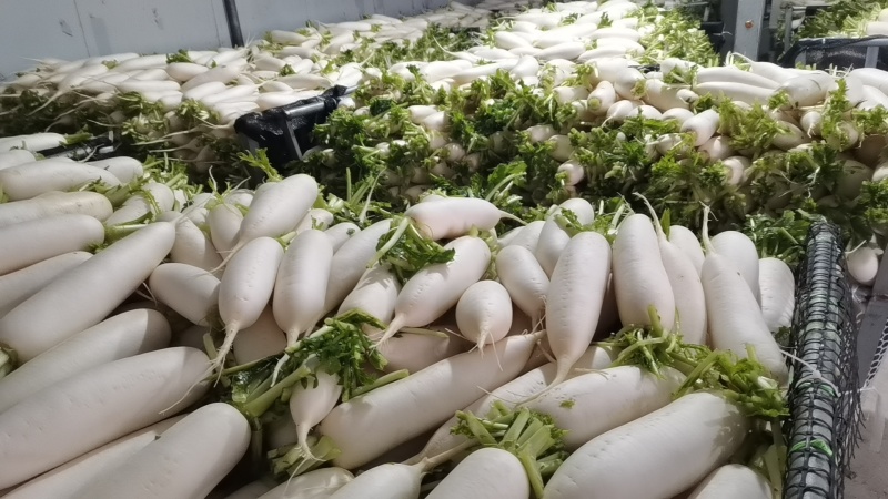 白萝卜大量上市产地直发价格美丽对接全国各级市场欢迎致电