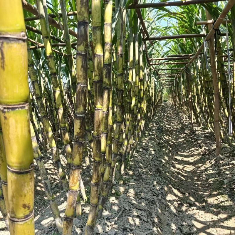 云南黄金甘蔗，黄皮甘蔗，口感酥甜。大量供应商超，电商。