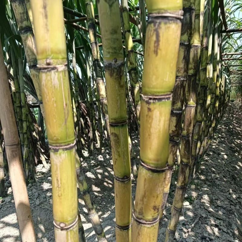 云南黄金甘蔗，黄皮甘蔗，口感酥甜。大量供应商超，电商。