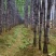 【精品货源】紫皮甘蔗种植基地长节口感脆甜品种优良保质保量