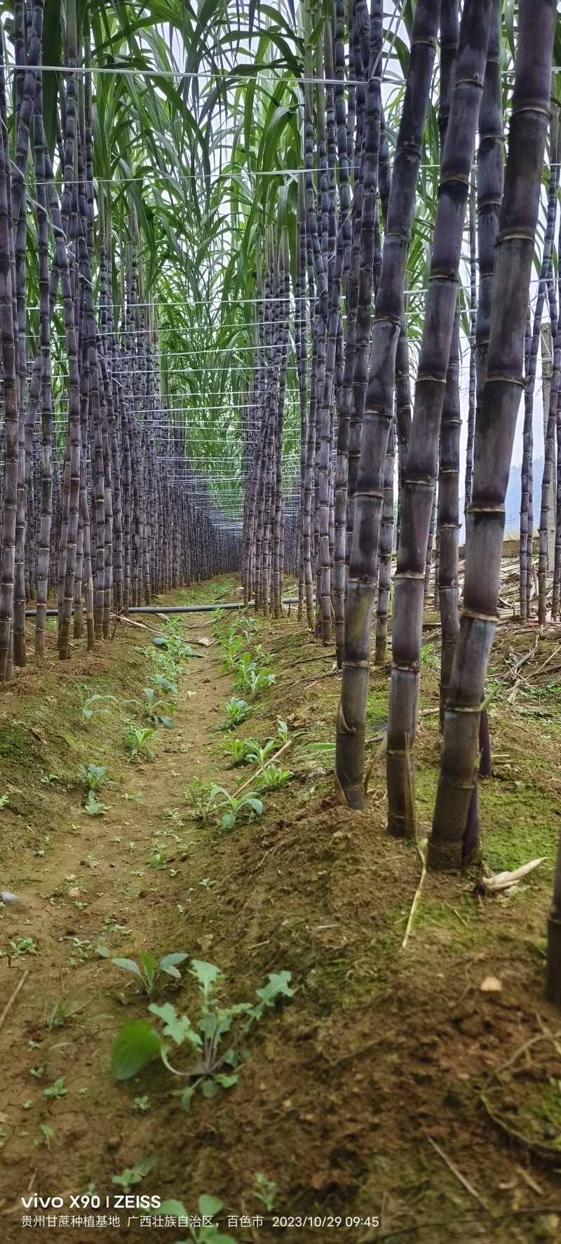 【精品货源】紫皮甘蔗种植基地长节口感脆甜品种优良保质保量