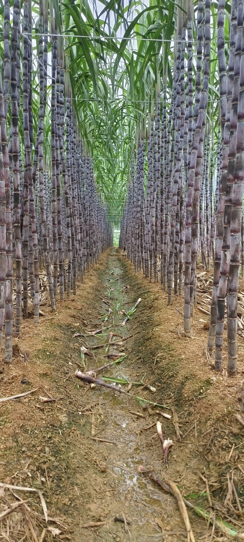 【精品货源】紫皮甘蔗种植基地长节口感脆甜品种优良保质保量