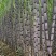 【精品货源】紫皮甘蔗种植基地长节口感脆甜品种优良保质保量