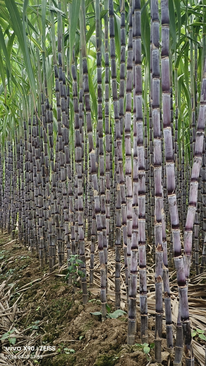 【精品货源】紫皮甘蔗种植基地长节口感脆甜品种优良保质保量