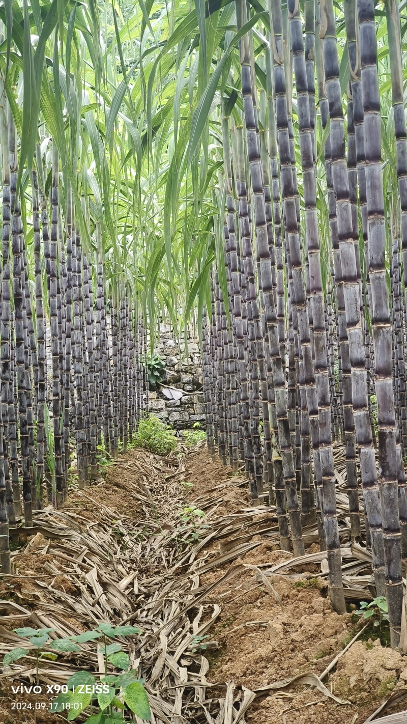 【精品货源】紫皮甘蔗种植基地长节口感脆甜品种优良保质保量