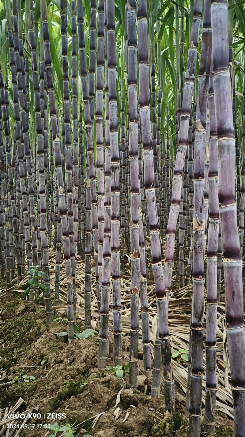 【精品货源】紫皮甘蔗种植基地长节口感脆甜品种优良保质保量