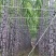 【货源充足】紫皮甘蔗种植基地长节口感脆甜品种优良保质保量
