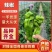 安徽薄皮椒，大量现货，当天现摘现发可根据需求打包对接全国