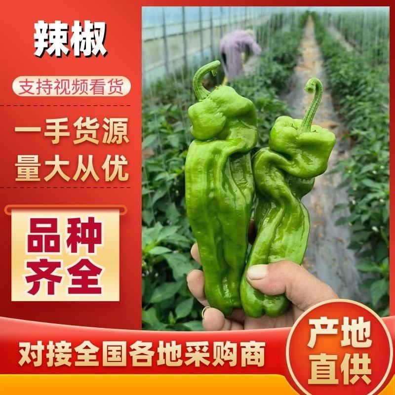 安徽薄皮椒，大量现货，当天现摘现发可根据需求打包对接全国