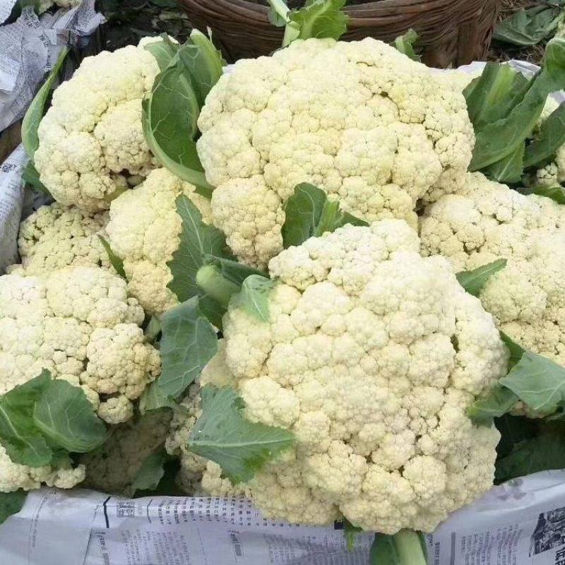 【实力推荐】有机菜花松花菜白面青梗花菜电商批发食堂大量