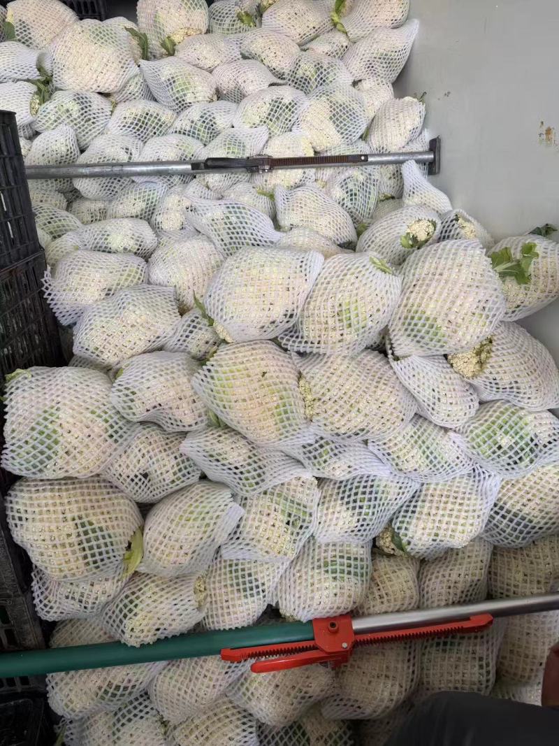 【实力推荐】有机菜花松花菜白面青梗花菜电商批发食堂大量