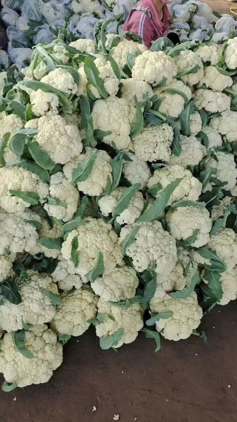 【实力推荐】有机菜花松花菜白面青梗花菜电商批发食堂大量