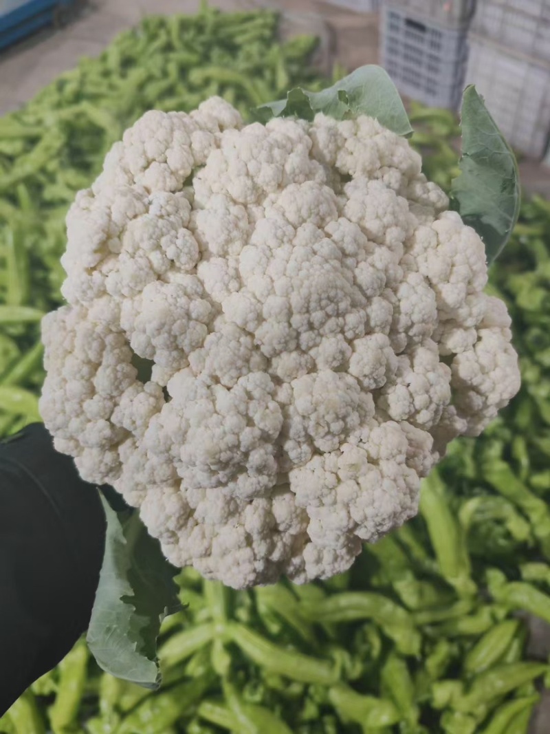 【实力推荐】有机菜花松花菜白面青梗花菜电商批发食堂大量