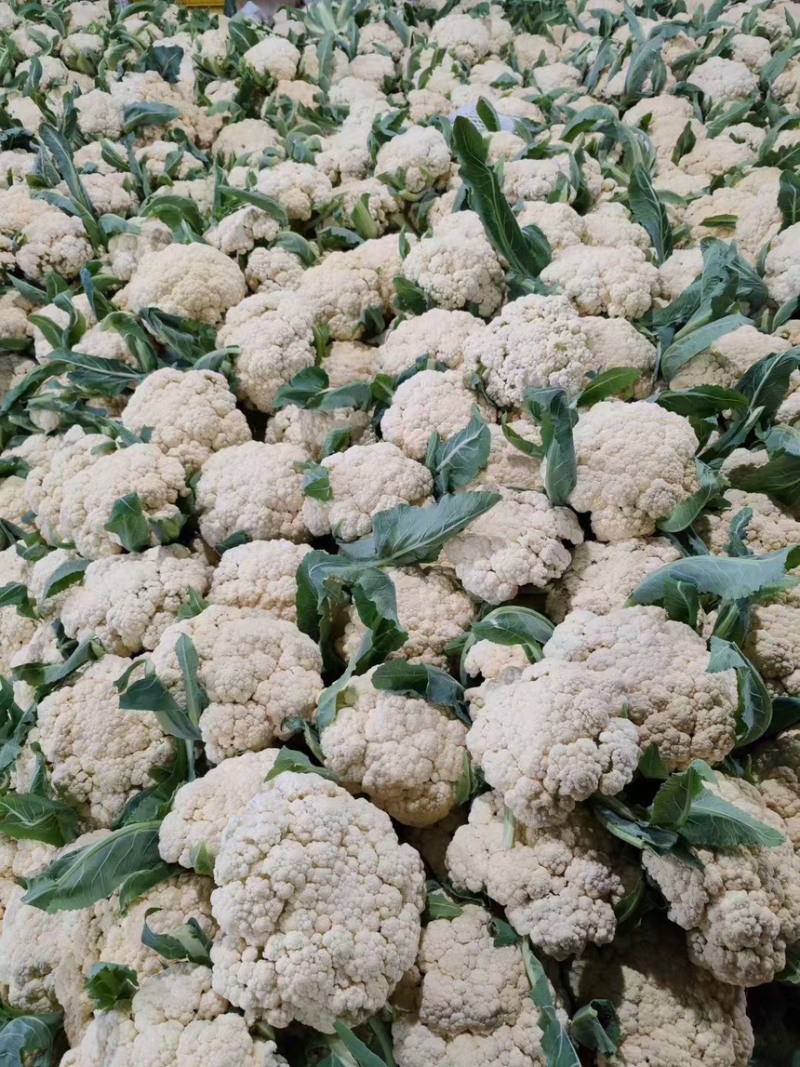 【实力推荐】有机菜花松花菜白面青梗花菜电商批发食堂大量