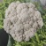 松花菜有机花青梗白面菜花乳白小米粒大量供应电商