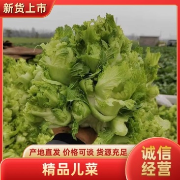 砀山精品儿菜大量上市，对接各大市场电商酱菜厂