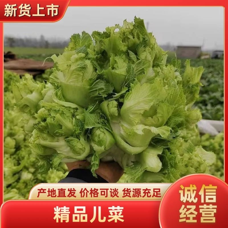砀山精品儿菜大量上市，对接各大市场电商酱菜厂