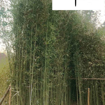 刚竹产地批发2-4米刚竹价格成都基地直供优惠价