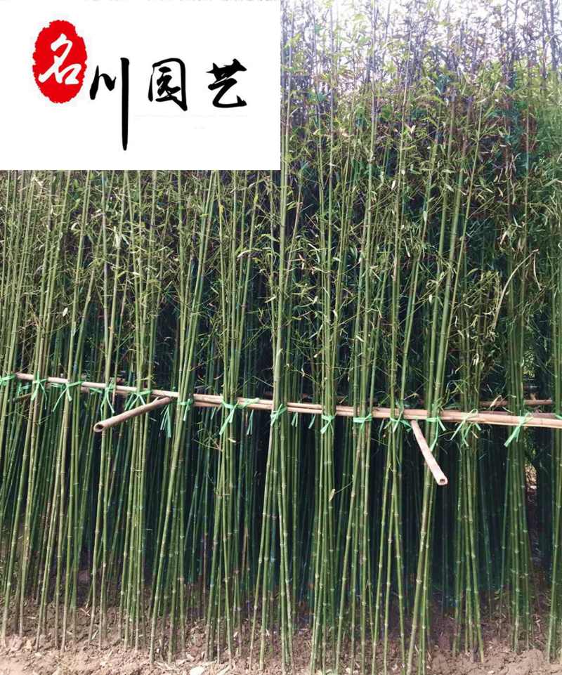 刚竹产地批发2-4米刚竹价格成都基地直供优惠价