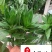 富贵竹水培植物批发室内桌面租摆绿植成都富贵竹直销