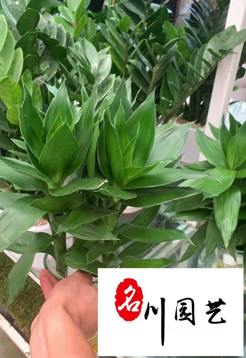 富贵竹水培植物批发室内桌面租摆绿植成都富贵竹直销