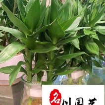 富贵竹水培植物批发室内桌面租摆绿植成都富贵竹直销
