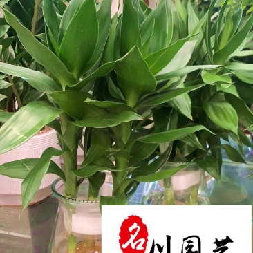 富贵竹水培植物批发室内桌面租摆绿植成都富贵竹直销