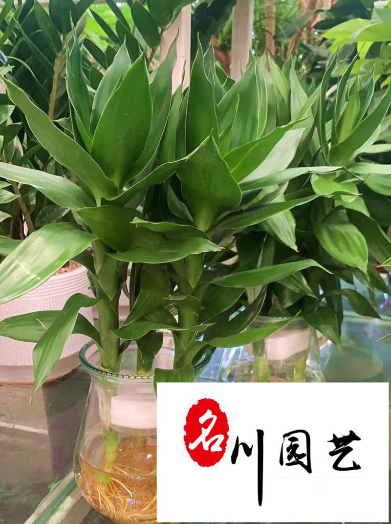 富贵竹水培植物批发室内桌面租摆绿植成都富贵竹直销