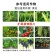 麒丁32%苯甲吡唑酯苯醚甲环唑白粉病炭疽病叶斑农用杀菌剂